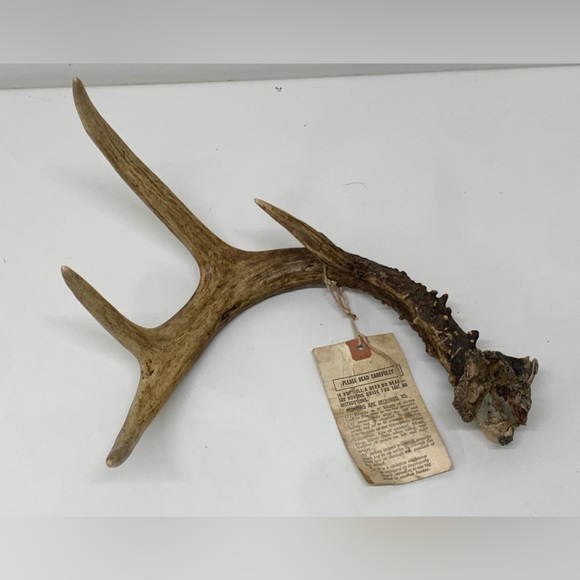 Vintage Upper Peninsula Michigan Deer Antler 15.3oz/433g 1977 - Picture 4 of 14